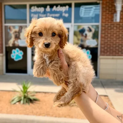 Male Cavapoo puppy named Louie for sale at Boogies Pup's Grapevine.