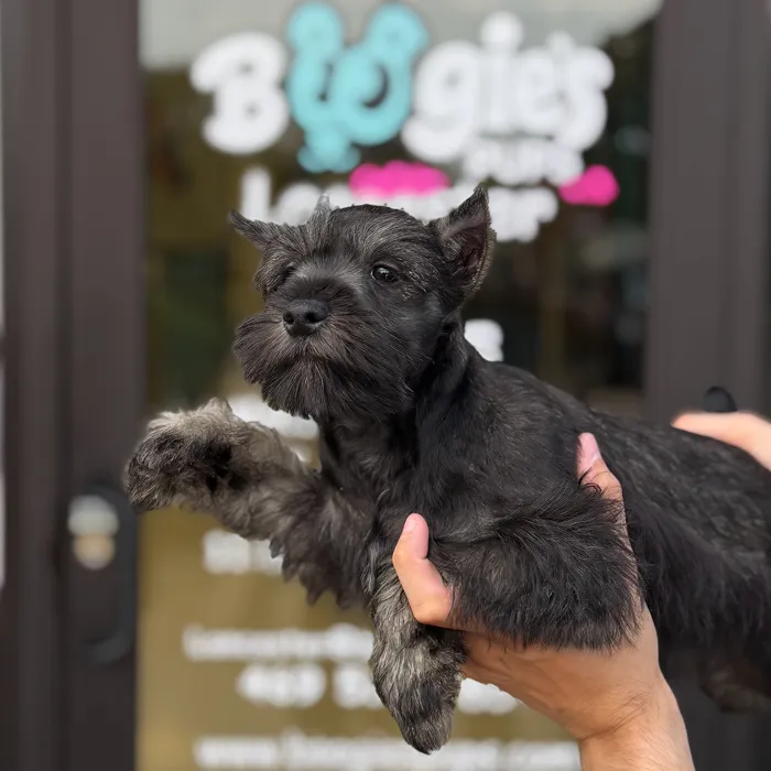 Male Mini Schnauzer puppy named Yoda for sale at Boogie's Pup Lancaster.