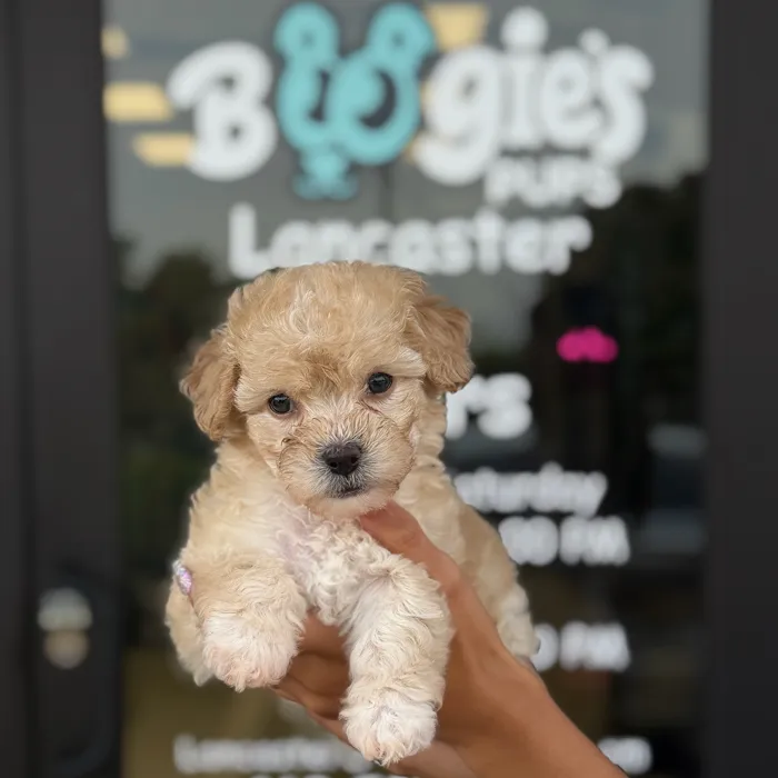 Female Toy Poodle puppy named Lina for sale at Boogie's Pup Lancaster.