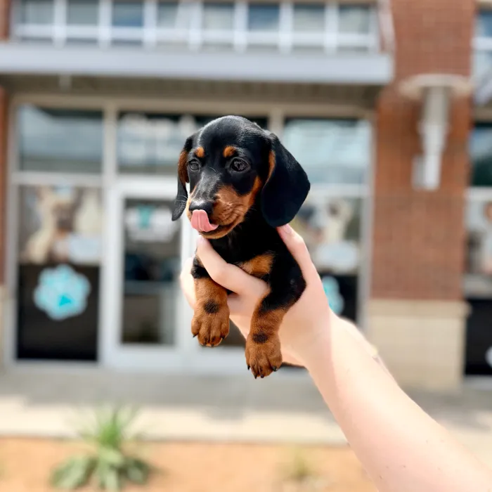 Female Dachshund puppy named Martini for sale at Boogies Pup's Grapevine.
