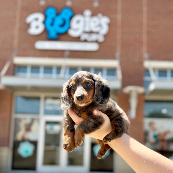 Male Mini Dachshund puppy named Onyx for sale at Boogies Pup's Grapevine.