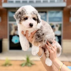 Male Aussiedoodle puppy named Benny for sale at Boogies Pup's Grapevine.