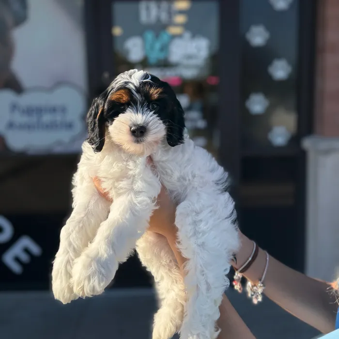 Female Cockapoo puppy named Aika for sale at Boogie's Pup Lancaster.