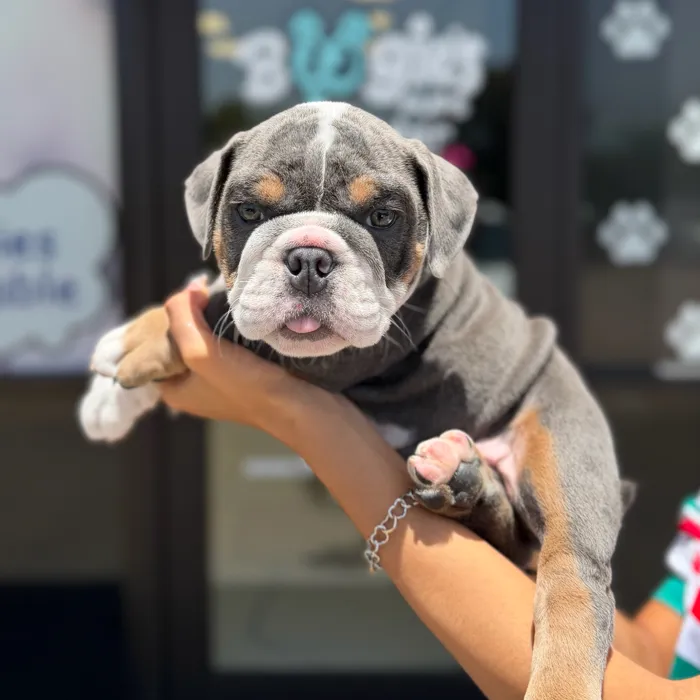 Male English Bulldog puppy named Maxi for sale at Boogie's Pup Lancaster.