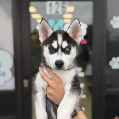 Female Siberian Husky puppy named Zoey for sale at Boogie's Pup Lancaster.