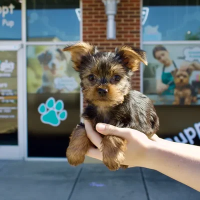 Male Yorkie puppy named Archie for sale at Boogies Pup's Grapevine.