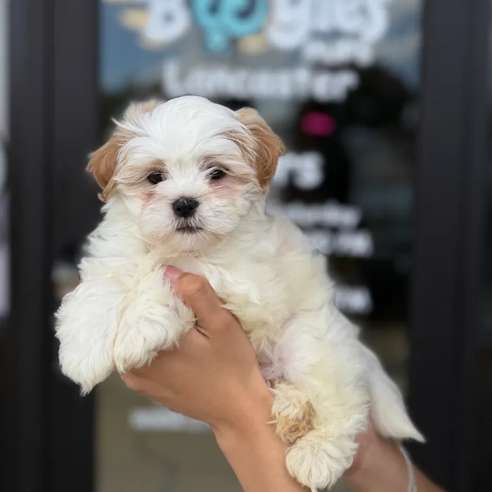 Male Shih Tzu puppy named Bucky for sale at Boogie's Pup Lancaster.
