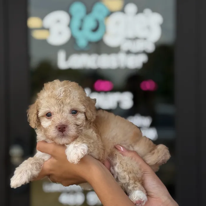 Male Toy Poodle puppy named Enzo for sale at Boogie's Pup Lancaster.