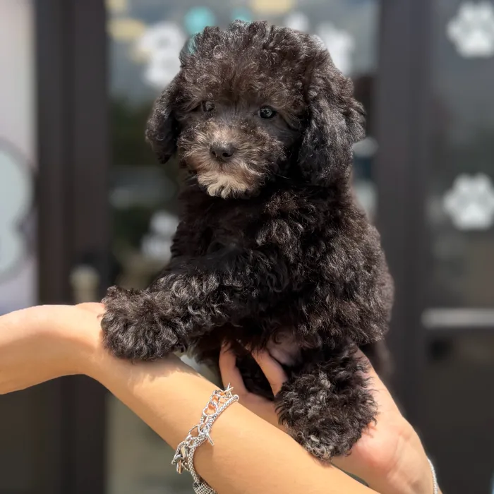 Male Toy Poodle puppy named Oscar for sale at Boogie's Pup Lancaster.