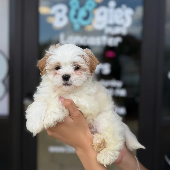 Male Shih Tzu puppy named Bucky for sale at Boogie's Pup Lancaster.