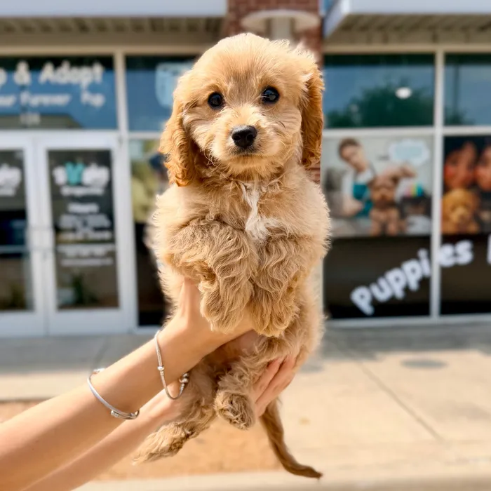Male Cavapoo puppy named Louie for sale at Boogies Pup's Grapevine.