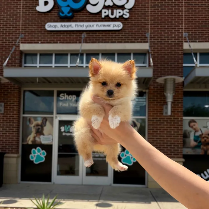 Male Pomeranian puppy named Churro for sale at Boogies Pup's Grapevine.