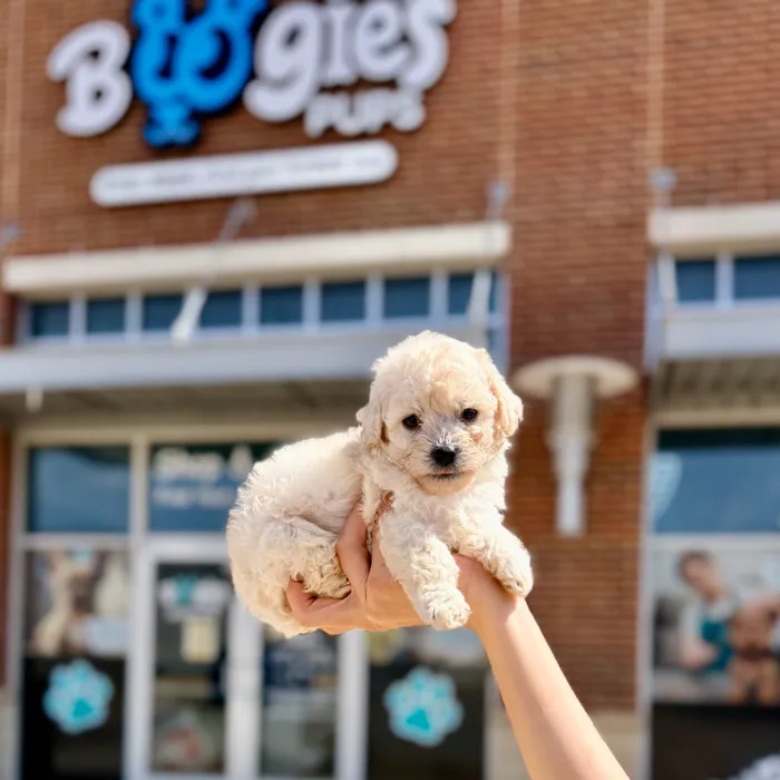 Male Toy Poodle puppy named Julius for sale at Boogies Pup's Grapevine.