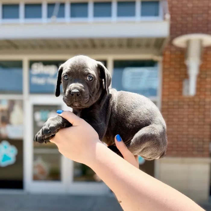 Male Cane Corso puppy named Zeus for sale at Boogies Pup's Grapevine.
