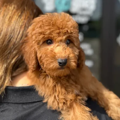 Male Mini Goldendoodle puppy named Frankie for sale at Boogie's Pup Lancaster.