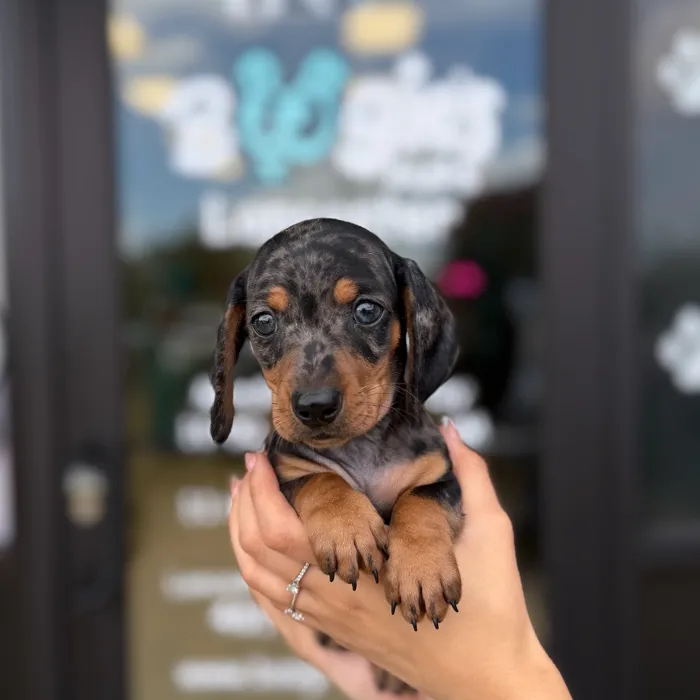 Male Dachshund puppy named Groot for sale at Boogie's Pup Lancaster.