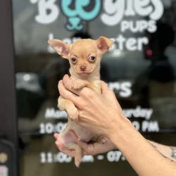 Male Chihuahua puppy named Peanut for sale at Boogie's Pup Lancaster.
