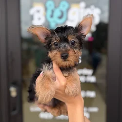 Male Yorkie puppy named Mikey for sale at Boogie's Pup Lancaster.