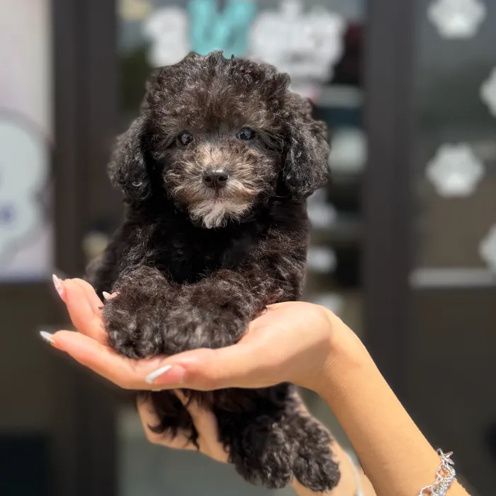Male Toy Poodle puppy named Oscar for sale at Boogie's Pup Lancaster.