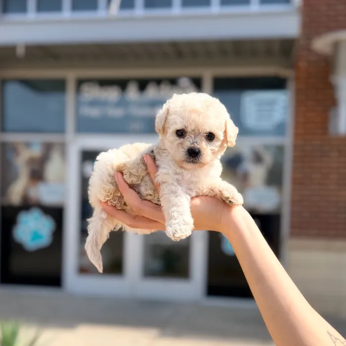 Female Toy Poodle puppy named Diamond for sale at Boogies Pup's Grapevine.