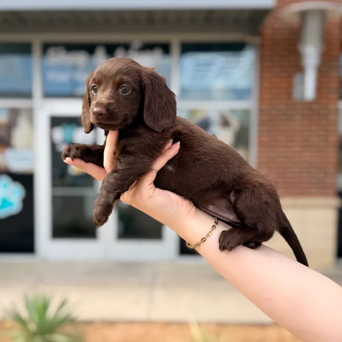 Female Mini Dachshund puppy named Tootsie for sale at Boogies Pup's Grapevine.
