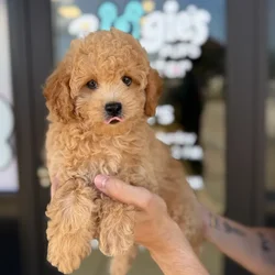 Female Cavapoo puppy named Nuve for sale at Boogie's Pup Lancaster.