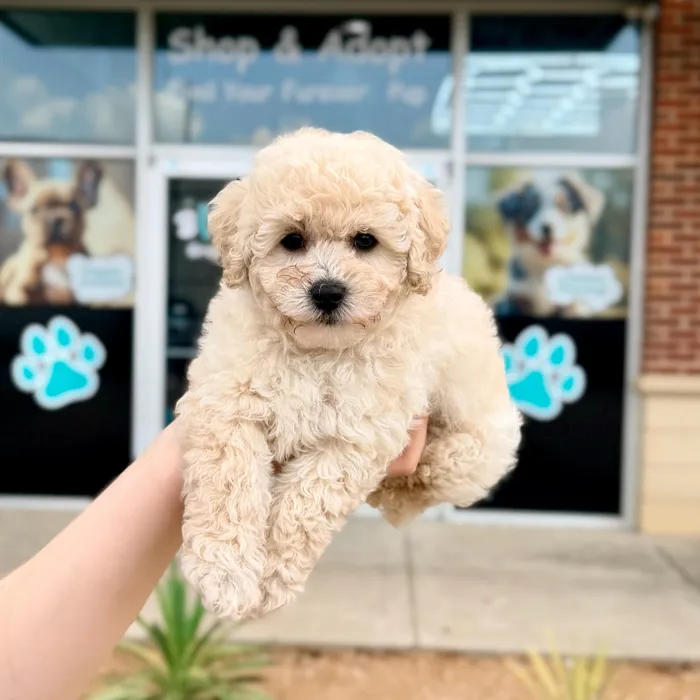 Male Mini Poodle puppy named Charlie for sale at Boogies Pup's Grapevine.
