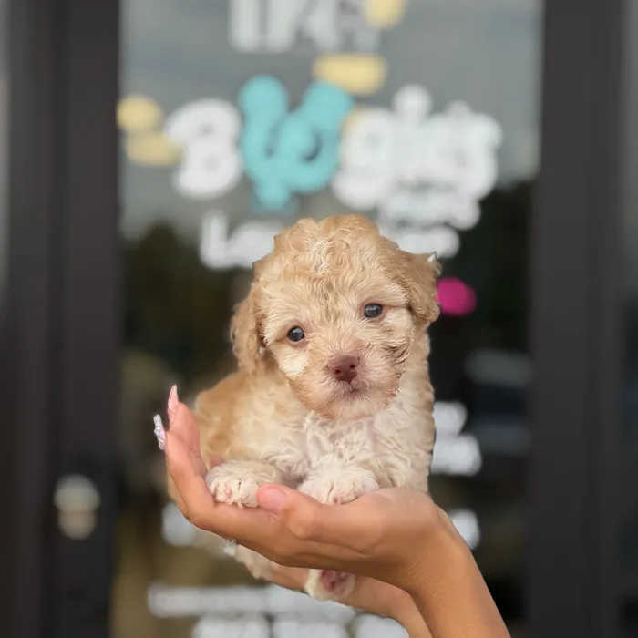 Male Toy Poodle puppy named Enzo for sale at Boogie's Pup Lancaster.