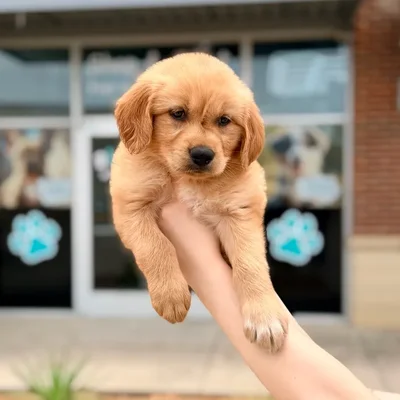 Male Golden Retriever puppy named Goldenrod for sale at Boogies Pup's Grapevine.