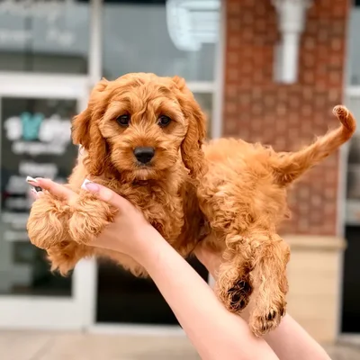 Male Cavapoo puppy named Cheeto for sale at Boogies Pup's Grapevine.