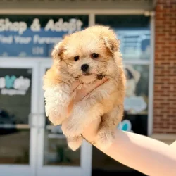 Male Maltipoo puppy named Toby for sale at Boogies Pup's Grapevine.