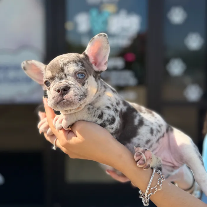 Female French Bulldog puppy named Isis for sale at Boogie's Pup Lancaster.