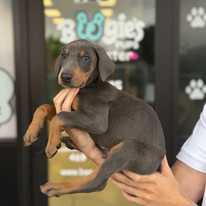 Male Doberman Pinscher puppy named Dodger for sale at Boogie's Pup Lancaster.