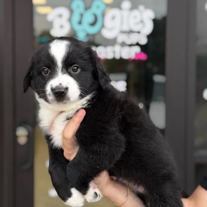 Male Aussiedor puppy named Brooks for sale at Boogie's Pup Lancaster.