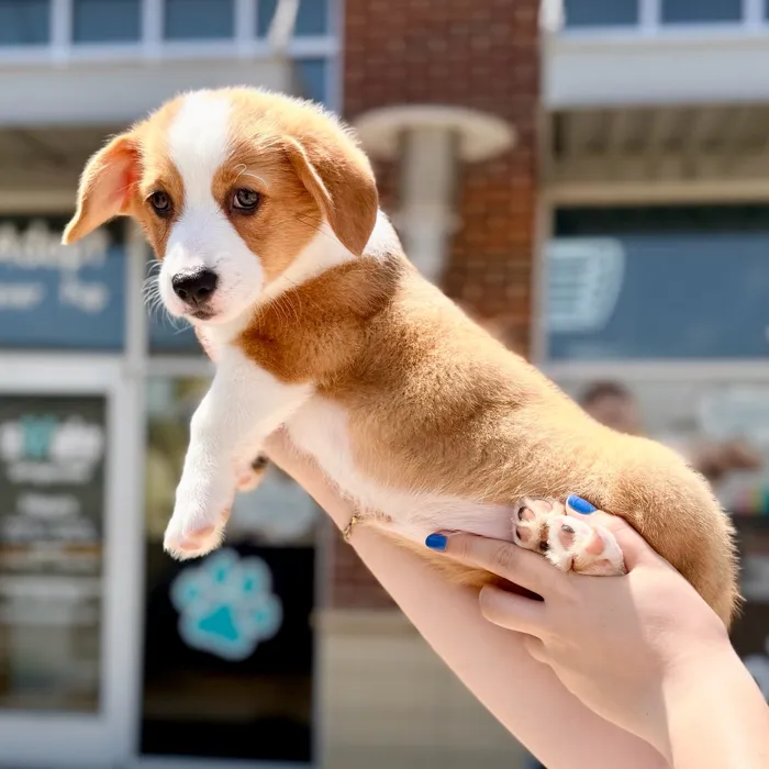 Female Pembroke Welsh Corgi puppy named Penny for sale at Boogies Pup's Grapevine.