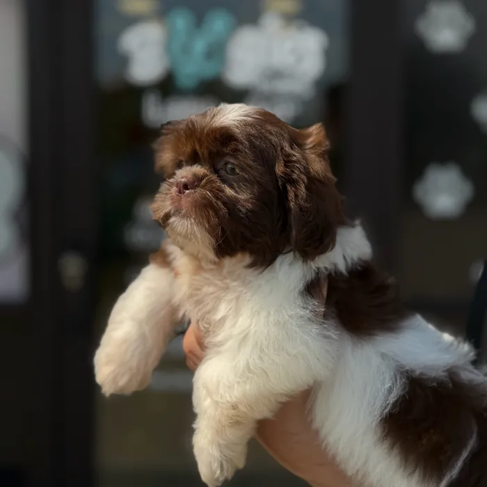 Male Shih Tzu puppy named Ted for sale at Boogie's Pup Lancaster.