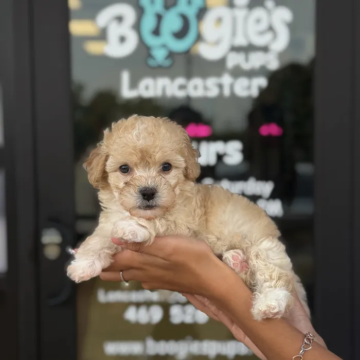 Female Toy Poodle puppy named Lina for sale at Boogie's Pup Lancaster.