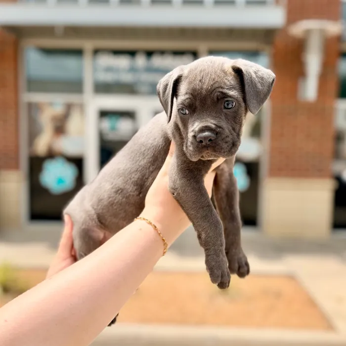 Female Cane Corso puppy named Prada for sale at Boogies Pup's Grapevine.
