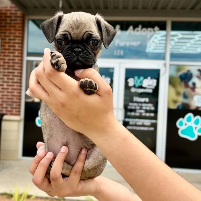 Female Pug puppy named Jellybean for sale at Boogies Pup's Grapevine.