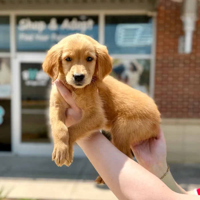 Female Golden Retriever puppy named Honey for sale at Boogies Pup's Grapevine.