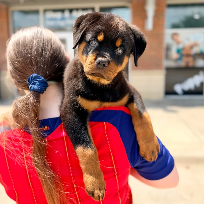 Male Rottweiler puppy named Bourbon for sale at Boogies Pup's Grapevine.