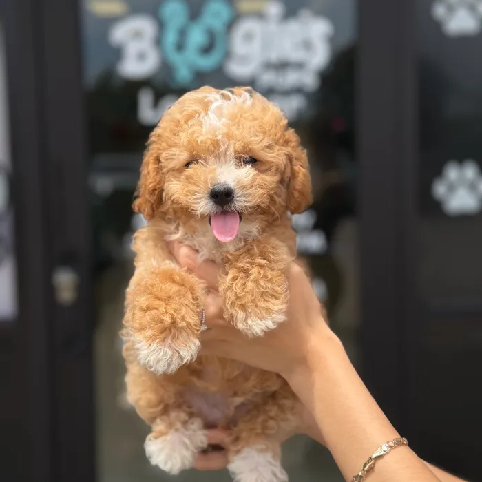 Male Toy Poodle puppy named Lucas for sale at Boogie's Pup Lancaster.