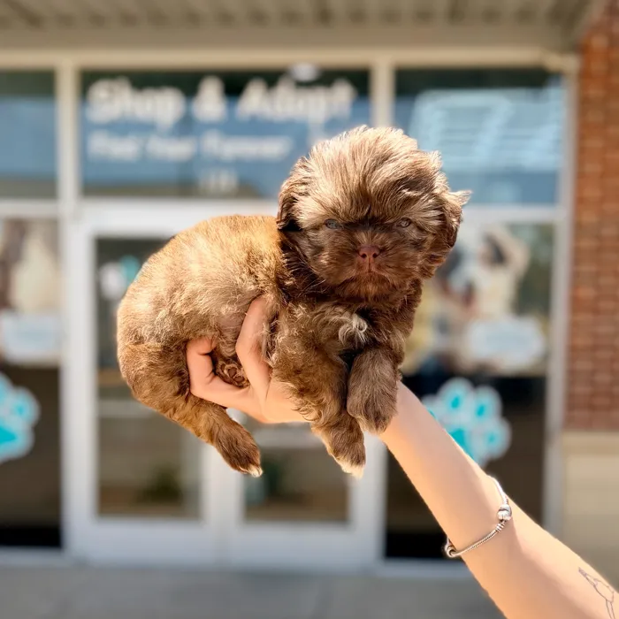 Male Shih Tzu puppy named Teddy for sale at Boogies Pup's Grapevine.