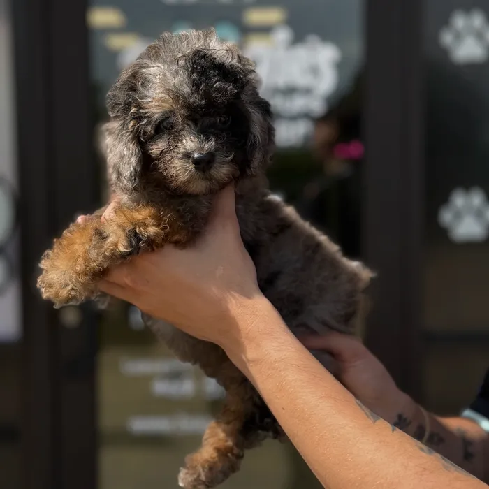 Male Mini Poodle puppy named Max for sale at Boogie's Pup Lancaster.