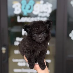 Male Pomchi puppy named Tiny Tim for sale at Boogie's Pup Lancaster.