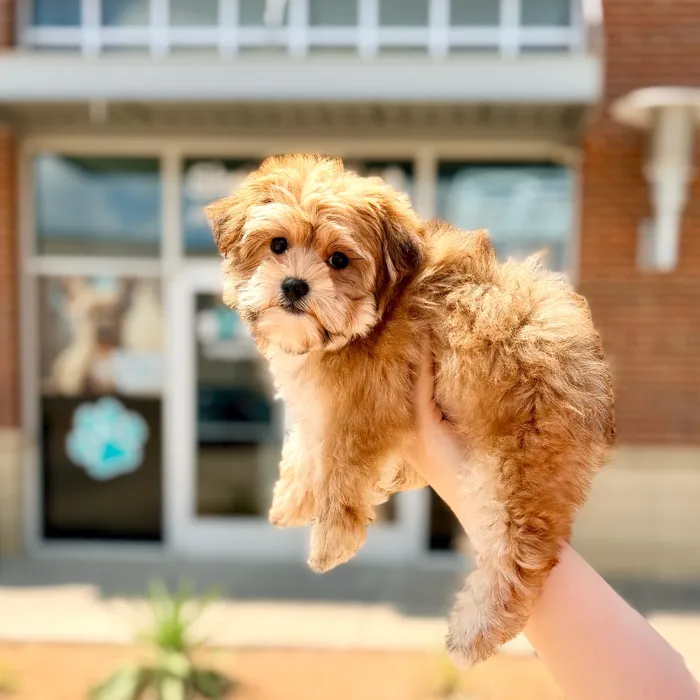 Female Morkie puppy named Margarita for sale at Boogies Pup's Grapevine.