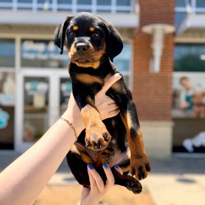Female Rottweiler puppy named Rocky for sale at Boogies Pup's Grapevine.