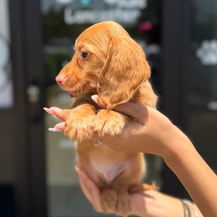 Male Dachshund puppy named Ron Weasley for sale at Boogie's Pup Lancaster.