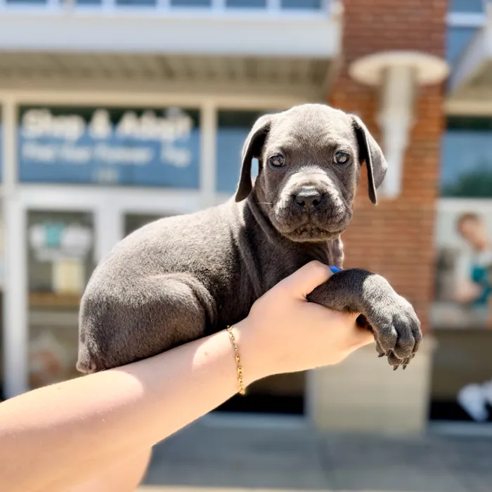 Male Cane Corso puppy named Tyson for sale at Boogies Pup's Grapevine.