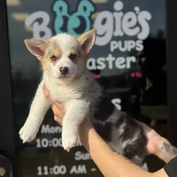 Male Pembroke Welsh Corgi puppy named Prince for sale at Boogie's Pup Lancaster.